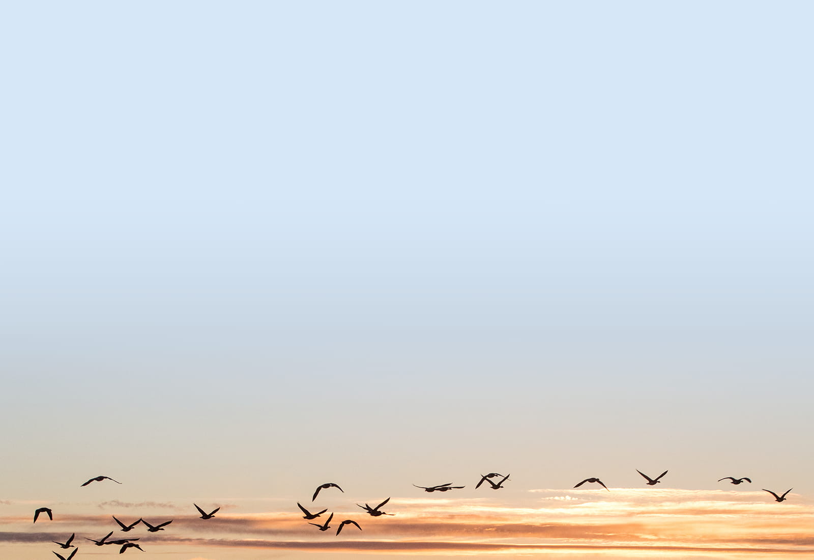 Naples Preplanned Cremation Services